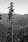 Black & White Tall Evergreen of Gifford Pinchot National Forest preview