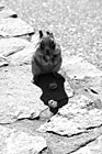 Black & White Squirrel Eating a Cracker Jack preview