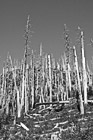 Black & White Devastation of Trees preview