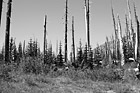 Black & White Forest Near Mt. St. Helens preview