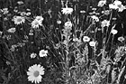 Black & White Bunch of  Daisies preview