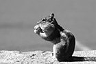 Black & White Profile Shot of Squirrel Eating preview