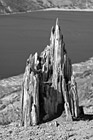 Black & White Old Stump in Ground preview