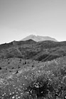 Black & White Mt. Saint Helens in Distance preview
