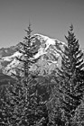 Black & White Two Evergreen Trees & Mt. Rainier preview