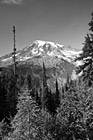 Black & White Evergreen Trees, Blue Sky  & Mt. Rainier preview