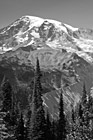Black & White Vertical Mt. Rainier Close Up preview
