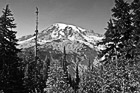 Black & White Mt. Rainier & Evergreen Trees Up Close preview