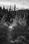 Black & White Trail Leading to Mt. Rainier preview