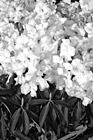 Black & White Pink Flowers, Vertical preview