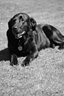 Black & White Black Lab Panting in Sunshine preview