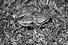 Black & White Brown Frog in Grass preview
