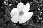 Black & White White Flower & Yellow Center preview