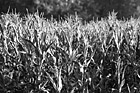 Black & White Corn Crop at a Farm preview