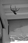 Black & White Brown Striped Spider preview