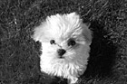 Black & White Maltese Puppy Looking up at Camera preview