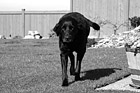 Black & White Black Lab Running on Grass preview