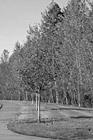 Black & White Autumn Sidewalk Trees preview