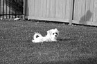 Black & White Maltese Puppy Laying on Grass preview