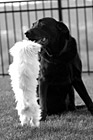 Black & White Maltese Standing Up to a Black Lab preview