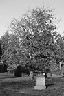 Black & White Autumn Tree in Graveyard preview
