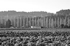Black & White Farm in the Fall preview