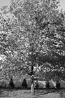 Black & White Autumn Maple Tree preview