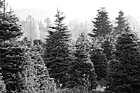 Black & White Christmas Trees Outside preview