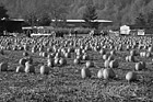 Black & White Pumpkin Farm preview
