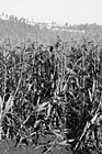 Black & White Corn Crops Growing in a Field preview