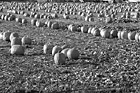 Black & White Rows of Pumpkins on Farm preview