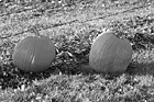 Black & White Pumpkins on Grass preview