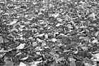 Black & White Autumn Leaves Covering Grass preview