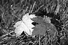 Black & White Leaves on Grass Close Up preview
