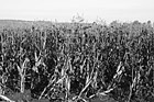 Black & White Rows of Corn Stalks preview