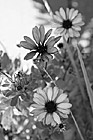 Black & White Scenic Purple Flowers preview