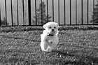 Black & White Maltese Puppy Sprinting to the Camera preview