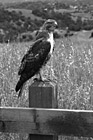 Black & White Profile of a Hawk preview