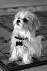 Black & White Maltese Puppy Sitting Obediently preview