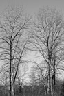 Black & White Seasonal Trees preview