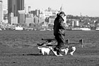 Black & White Man Walking Dogs preview