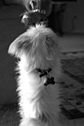 Black & White Puppy Standing for Toy preview