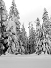 Black & White Snow Piled on Trees preview