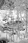 Black & White Snow on Trees & Branches preview