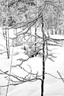 Black & White Tree Branch & Snow preview
