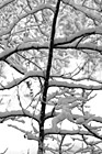 Black & White Snow Covered Tree Branches preview