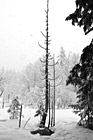 Black & White Winter Snow Falling preview