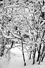 Black & White White Snow on Tree Branches preview