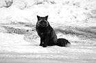 Black & White Black & Gray Wild Fox preview
