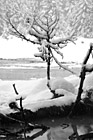 Black & White Snow, Tree Branch & Water preview